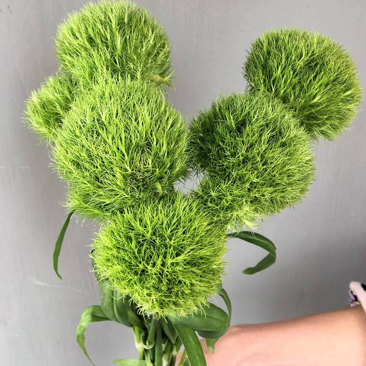 Гвоздика куст. Грин Трик