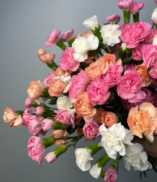 Гвоздика куст. Микс