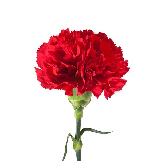 Гвоздика одн. Хонгфу Ред