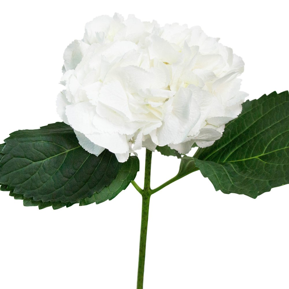 Гортензия Белая