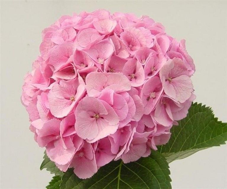 Гортензия Пинк