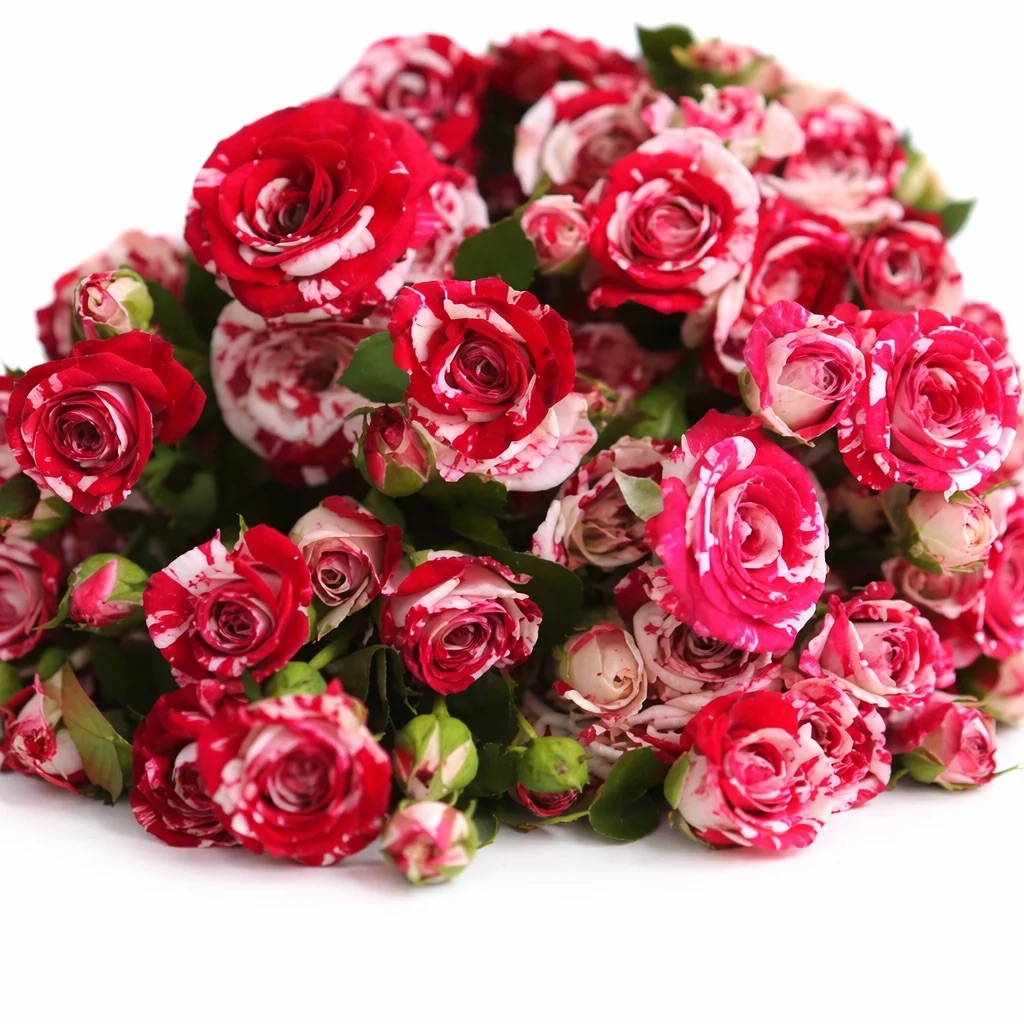 Кустовая Роза Буш Роуз Дрим Криста