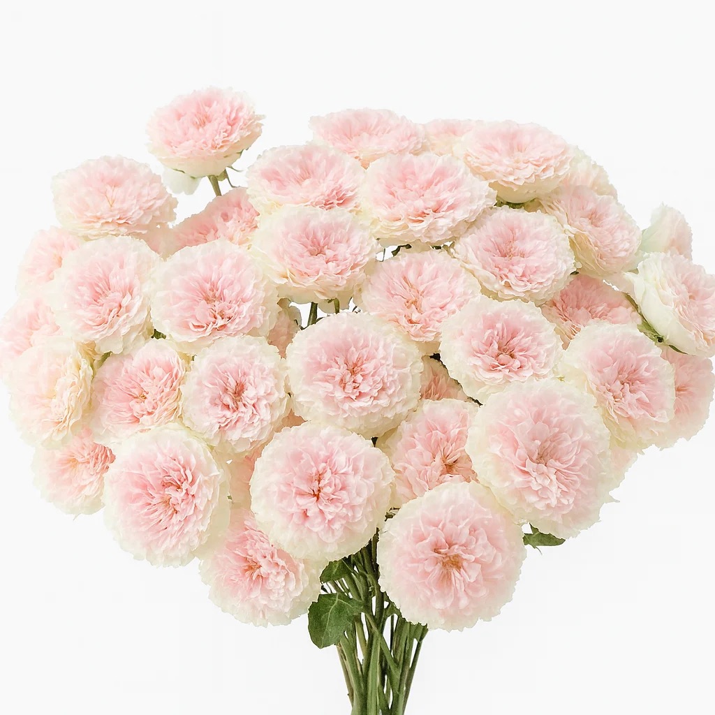 Куст Роза Буш Роуз Лав Лаура А+