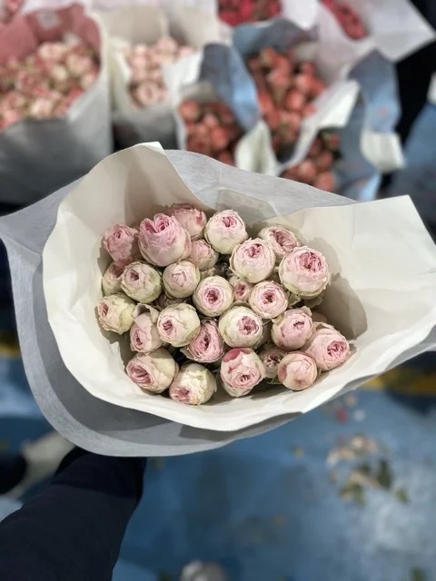 Куст Роза Буш Роуз Мансфилд Парк А+