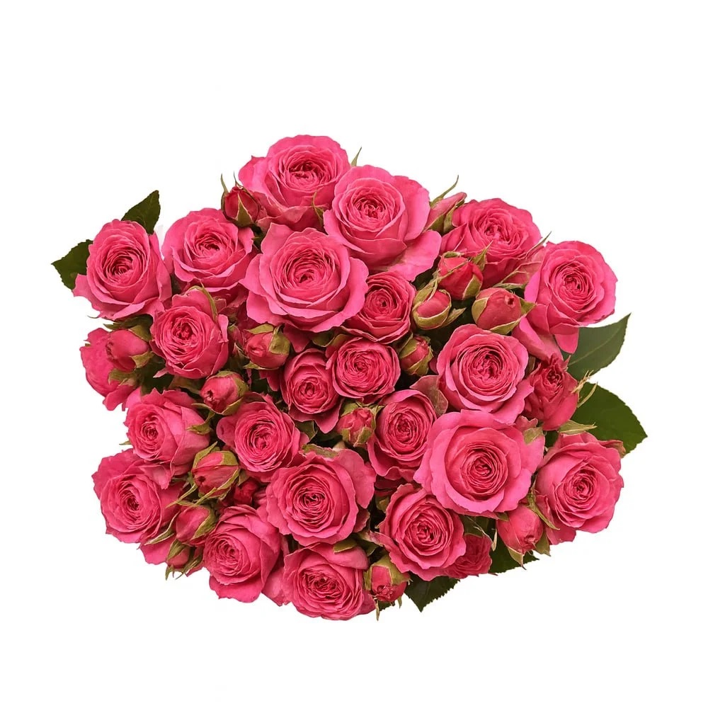 Куст Роза Буш Роуз Элегант Ловер А+