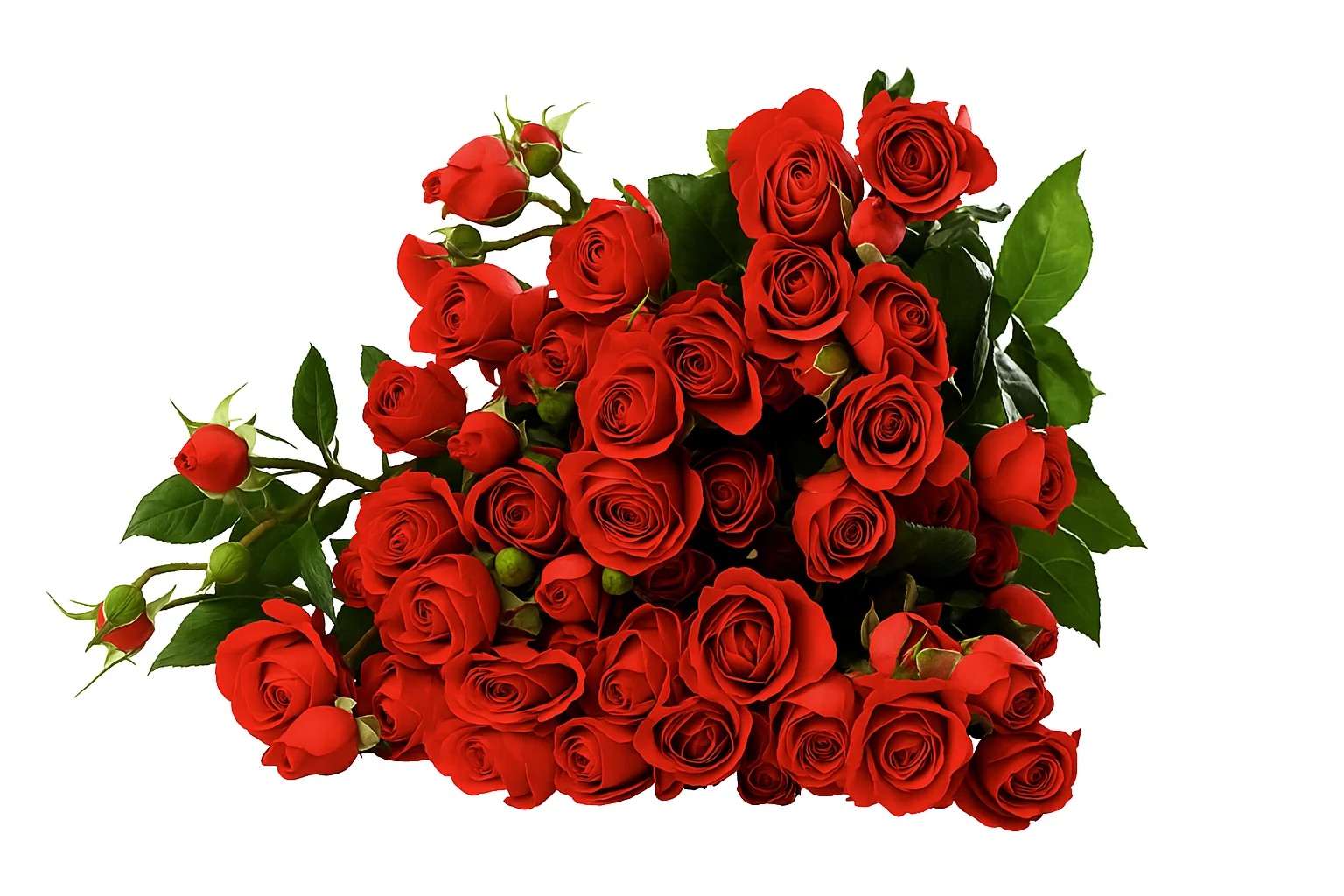 Кустовая роза Буш Ред Лейс