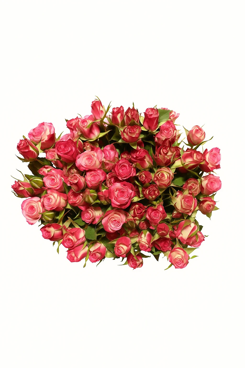 Кустовая роза Буш Роуз Джумиля