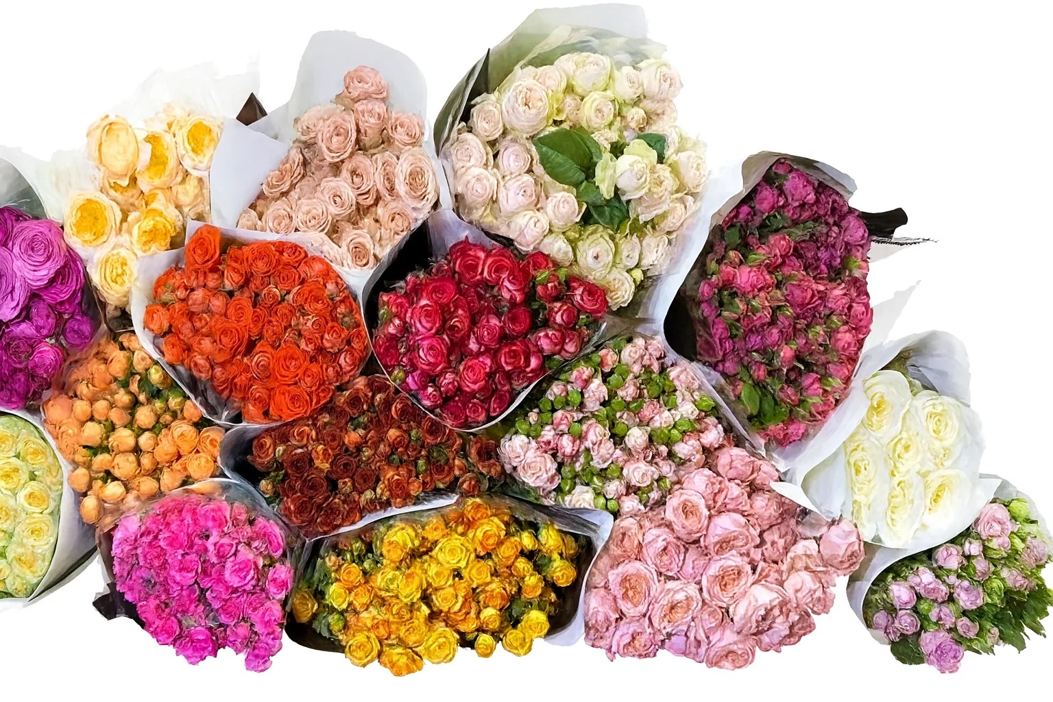 Куст роза Буш Роуз Микс А+