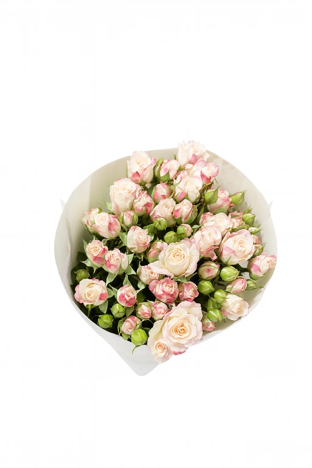 Кустовая роза Буш Роуз Рефракшн