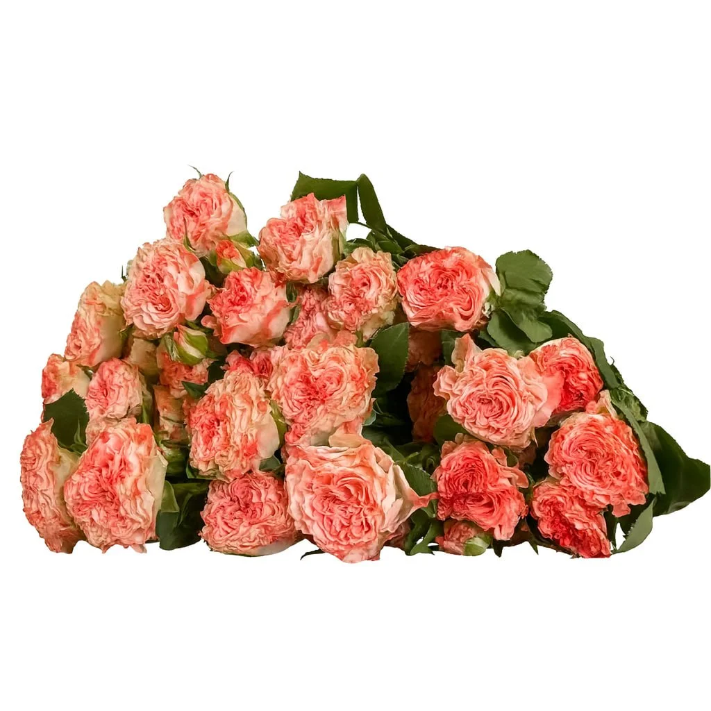 Куст роза Буш Роуз Романтик Ловер