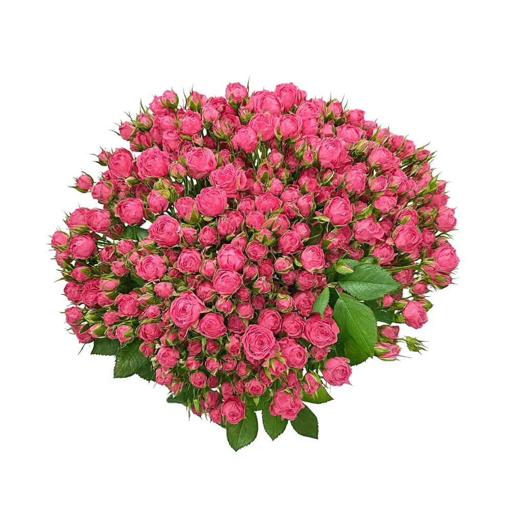 Кустовая роза Буш Роуз Софи Бэйби А+