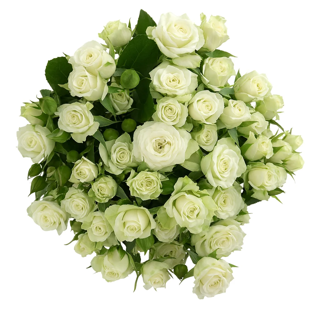 Кустовая роза Буш Роуз Стар Баббл