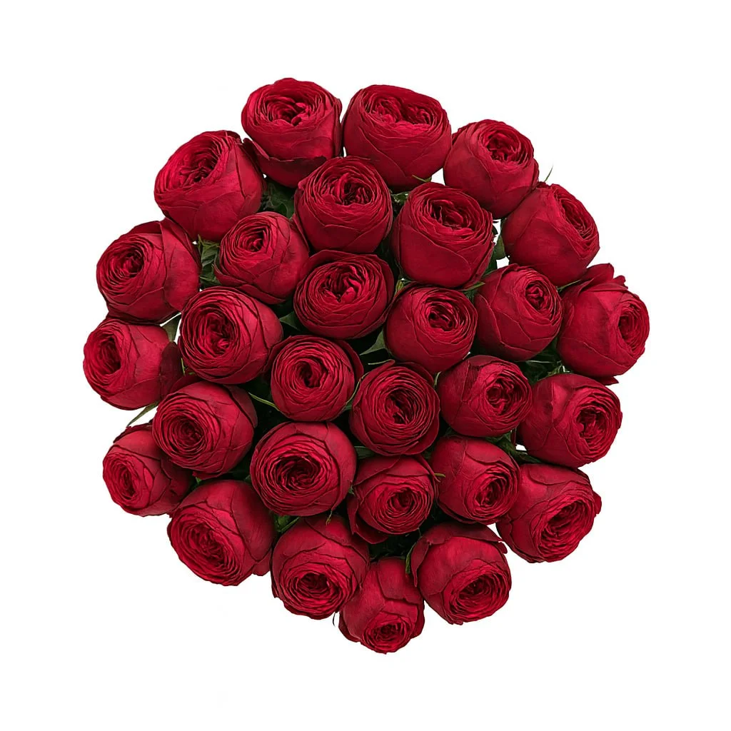 Кустовая роза Ред Пиано