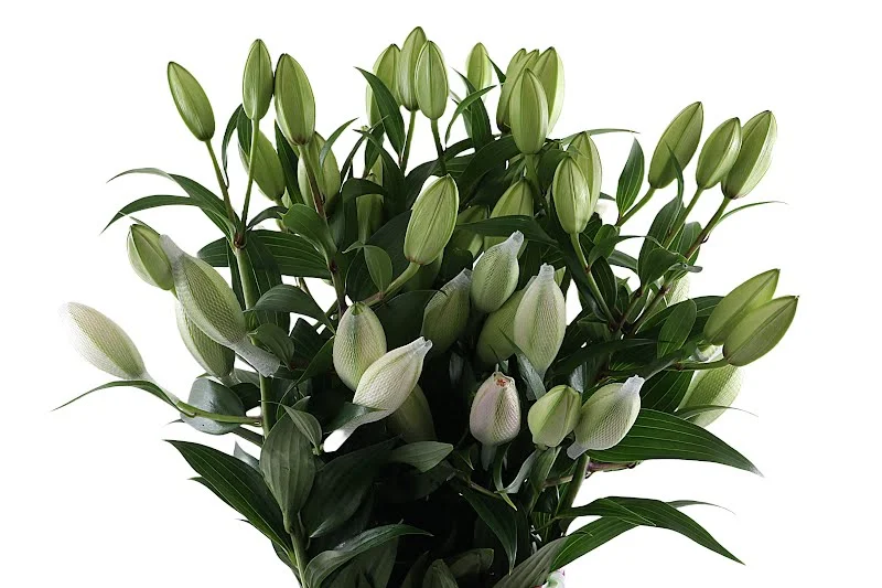 Лилия Двойная Роселили Аннушка