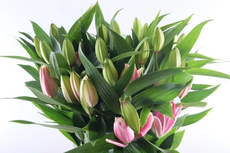 Лилия Двойная Роселили Виола