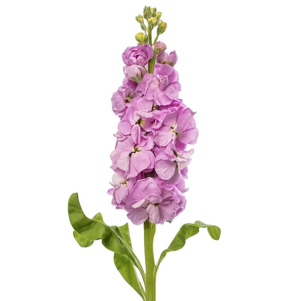 Маттиола Лайт Пинк Вайолет