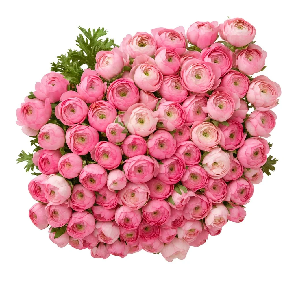 Ранункулюс Пинк