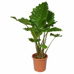 Алоказия Портодора