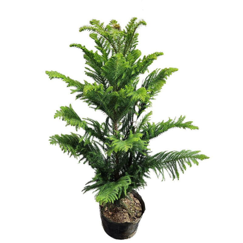 Араукария ХетерофиллаДиаметр 23