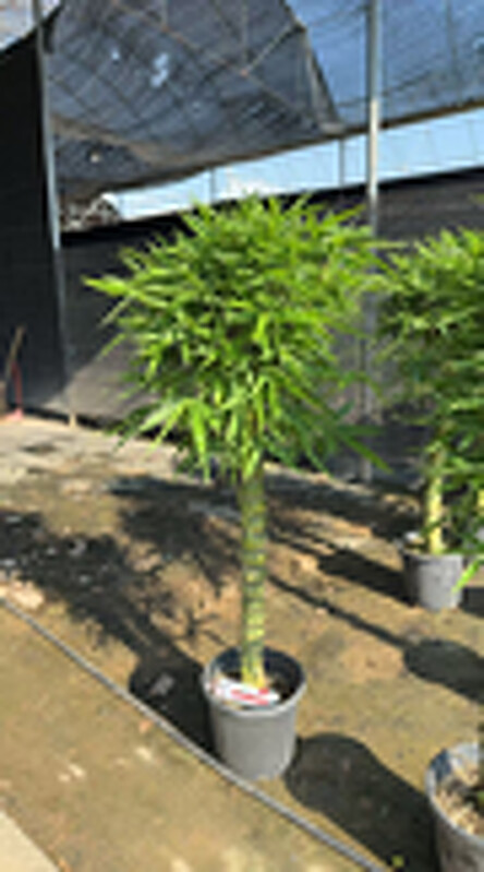 Бамбук Вентрикоса штамб