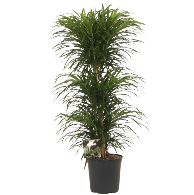 Драцена рефлекса Анита