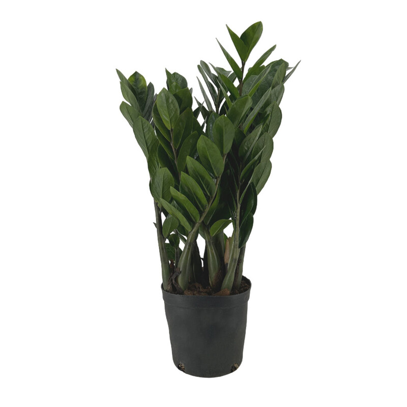 Замиокулкас