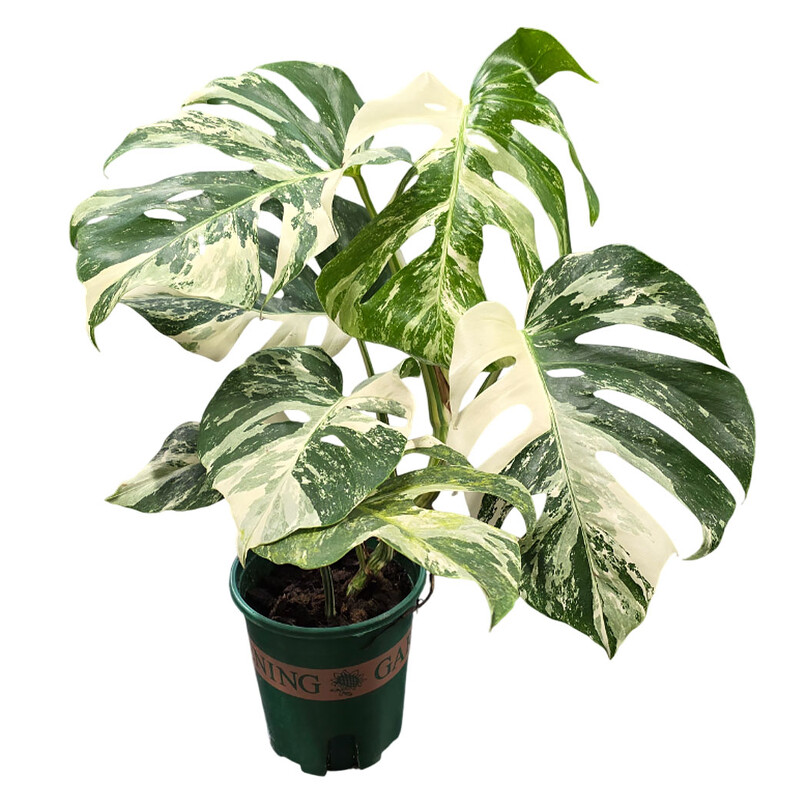 Монстера вариегатная Тайское Созвездие