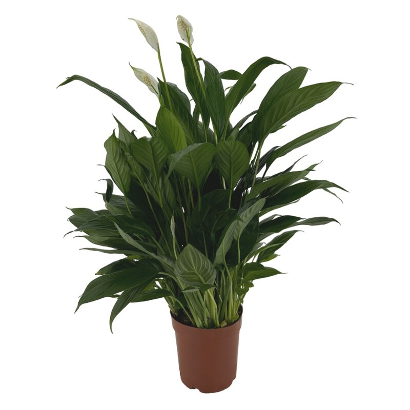 Спатифиллум Файн Вайн