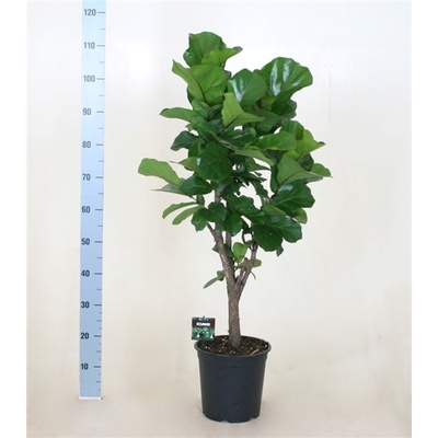 Фикус лирата разветвленный