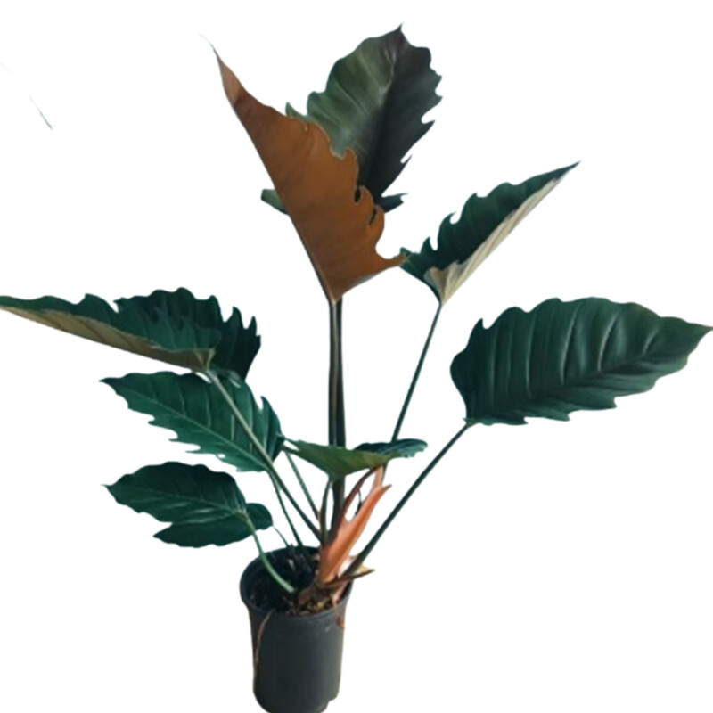 Филодендрон Карамель Плуто