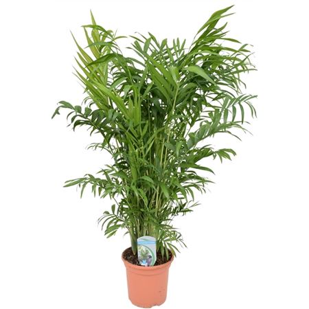 Хамедорея Элеганс