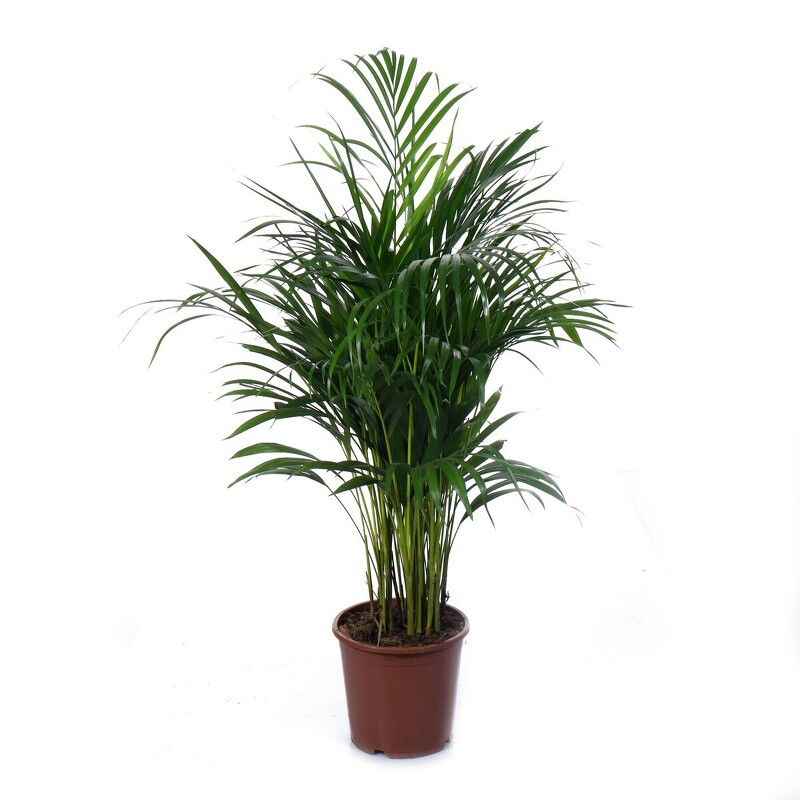 Хризолидокарпус Лутесценс