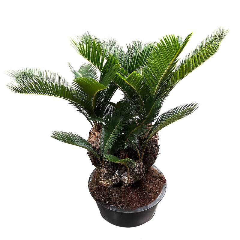 Цикас Революта