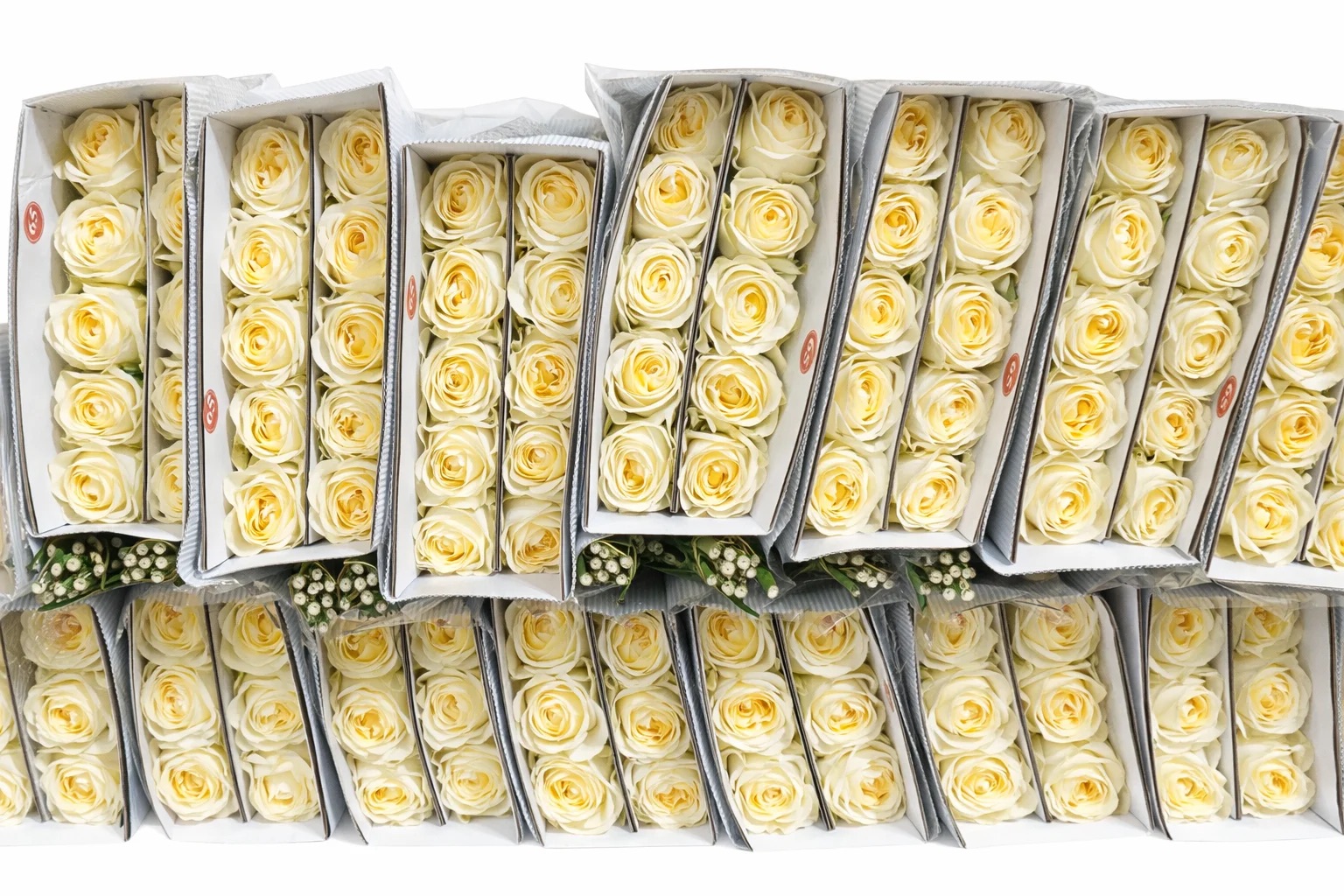 Роза одноголовая Чашсли